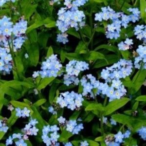 Meet your Posher, Veronica